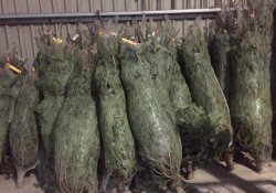 Xmas trees on sale at The Mile